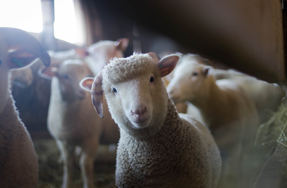 BUY BREEDING SHEEP, RAMS, LAMBS IN UKRAINE wholesale