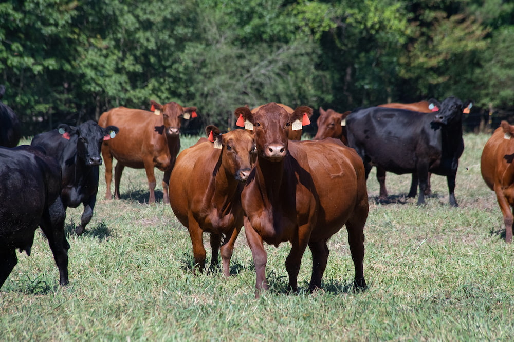 SALE OF MEAT CATTLE