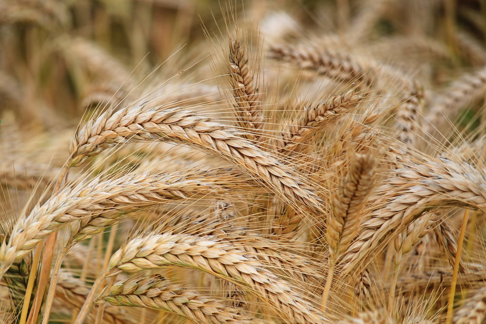 BARLEY TO BUY IN UKRAINE WHOLESALE - SALE AND EXPORT