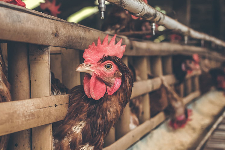 SALE AND EXPORT OF FROZEN CHICKEN IN WHOLESALE IN UKRAINE