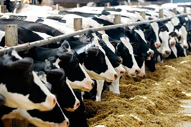 SALE OF MEAT CATTLE IN LIVE WEIGHT