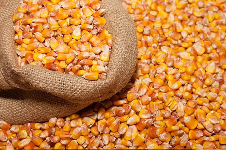 BUY CORN GRAIN IN UKRAINE FOR EXPORT