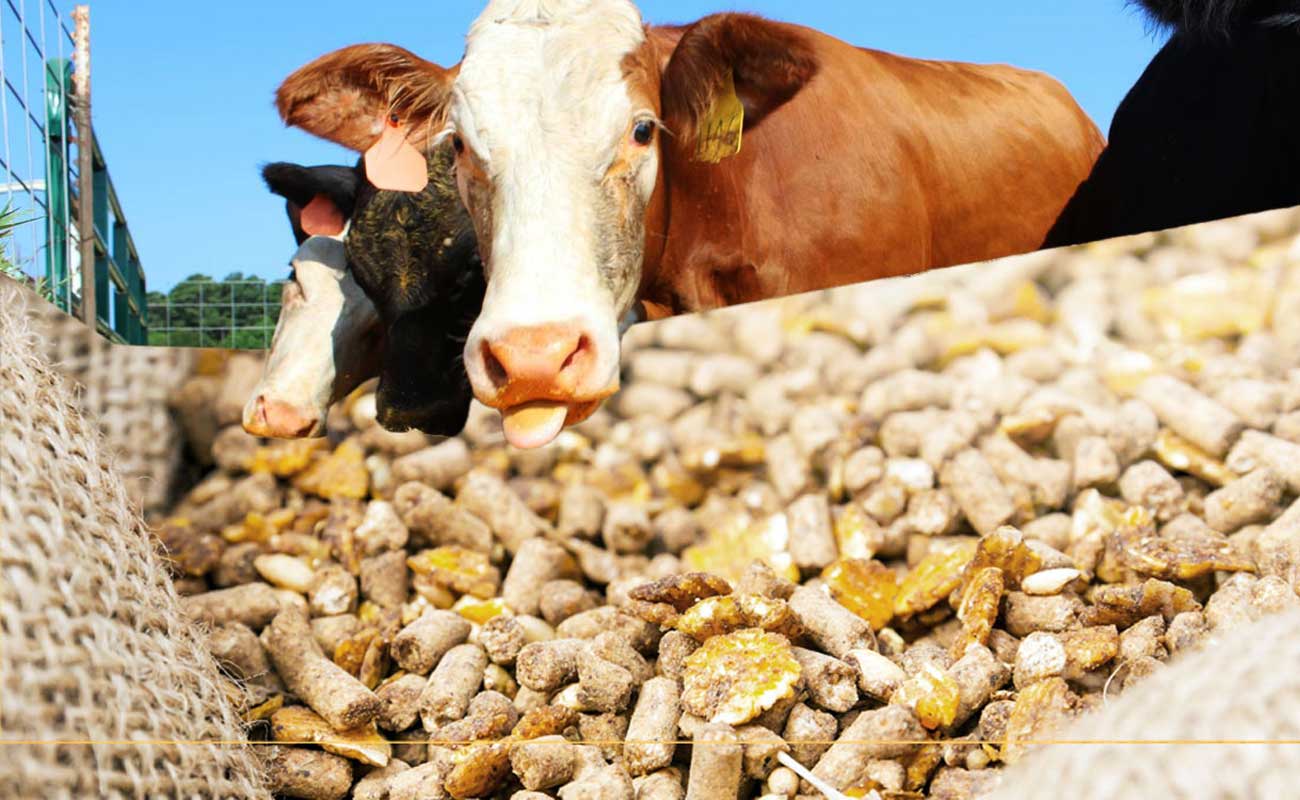 HAY, STRAW, FORAGE BUY WHOLESALE IN BALES IN UKRAINE FOR EXPORT