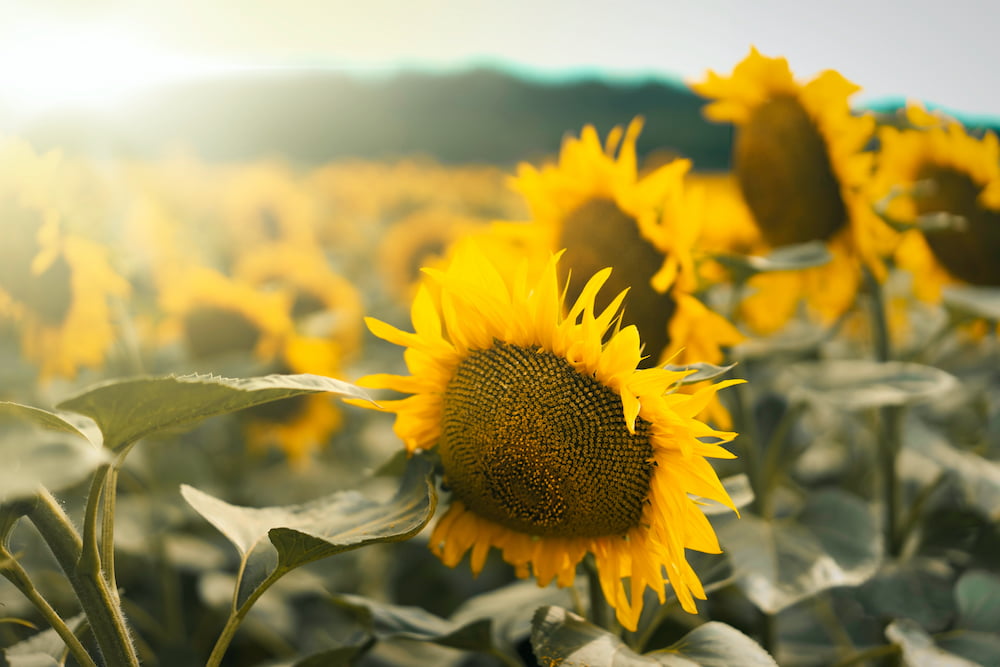 EXPORT OF SUNFLOWER OIL FROM UKRAINE