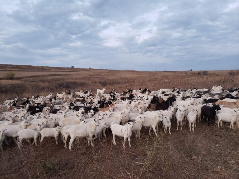 055_agrolifeukraine_com