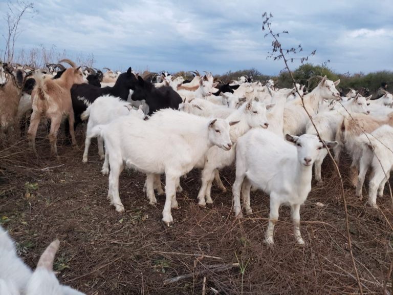 056_agrolifeukraine_com