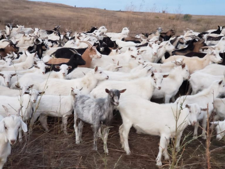 057_agrolifeukraine_com