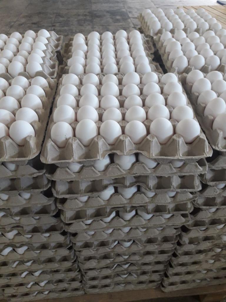 066_agrolifeukraine_com