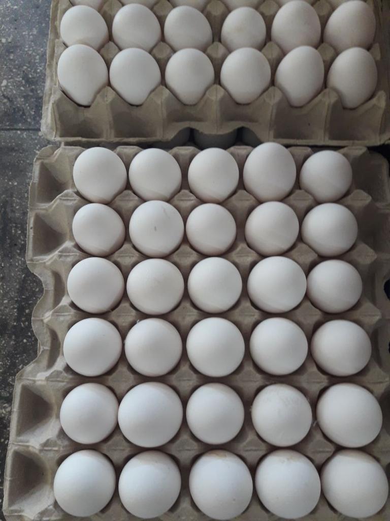 067_agrolifeukraine_com