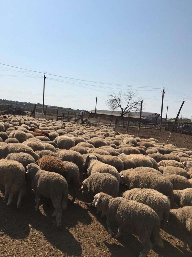 079_agrolifeukraine_com