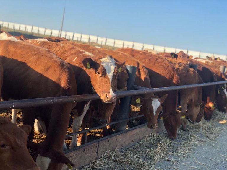 085_agrolifeukraine_com