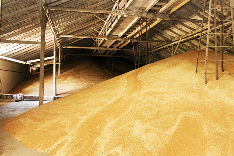 BUY HIGH-GRADE GRAIN WHEAT FROM UKRAINE FOR EXPORT